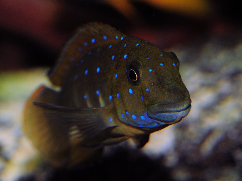 Eretmodus cyanostictus 'Cameron Bay'